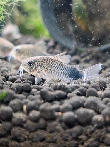 Smudge spot aka violet - spot, cory