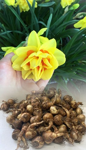 200 tahiti double daffodil - 1-200,
