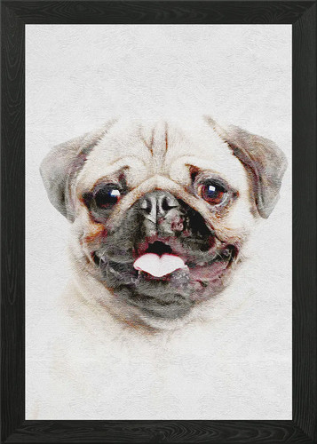 Pet dog puppy - puppy, pug
