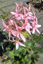 Pelargonium X “Bird