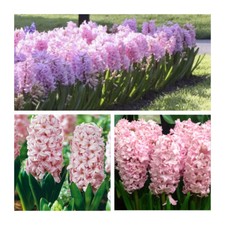 Fondant Hyacinth x 30 Flower Bulbs Indoor / Outdoor. Fragrant Spring Flowers.