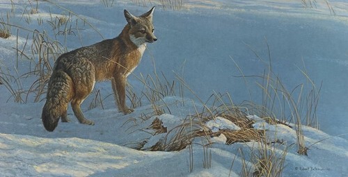 Robert bateman swift - robert,