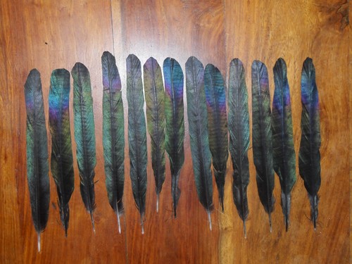 Magpie center tail feathers - magpie,