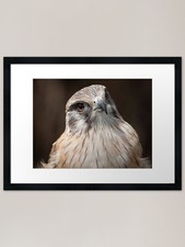 Portrait of a Brown Falcon