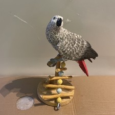 Country Artist, African Grey