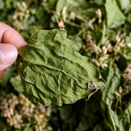 Mexican dream herb calea - herb,