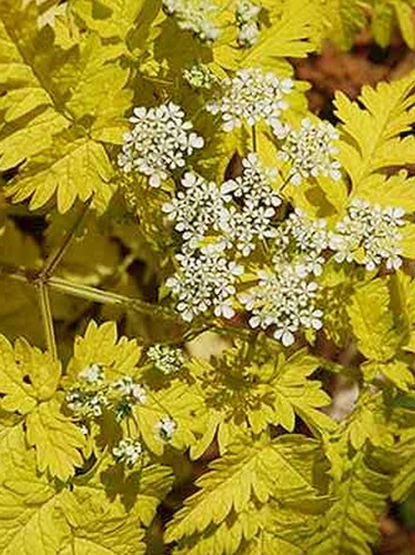 Cow parsley golden - parsley,