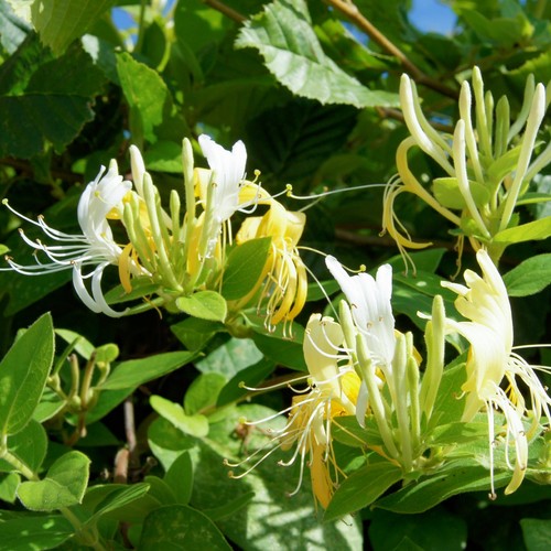 Lonicera halls prolific - halls,