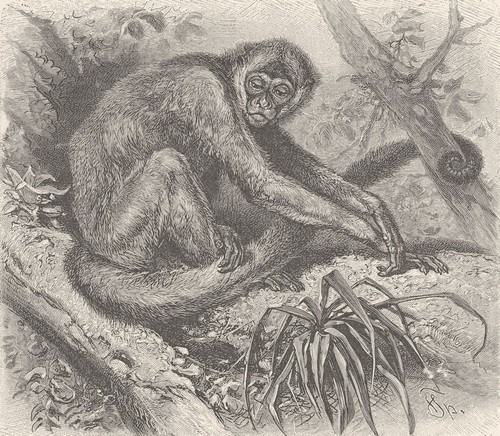 Primates the woolly - primates.,