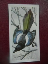  Brooke Bond original 1957 tea-card "Bird Portraits", No.3 ''Magpie".