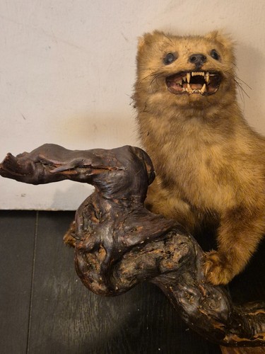 Vintage taxidermy ferret - taxidermy,