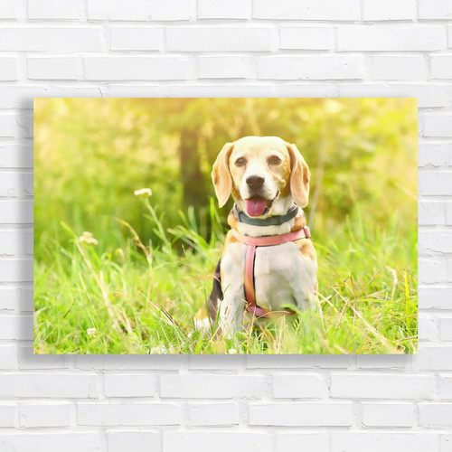Happy labrador retriever - happy,