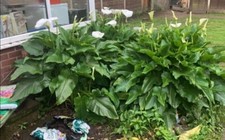 Arum Lily  Juvenile plants x 5