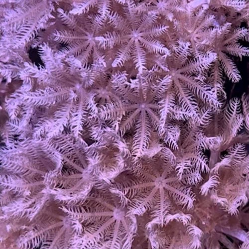 Pulsing xenia coral saq - pulsing,