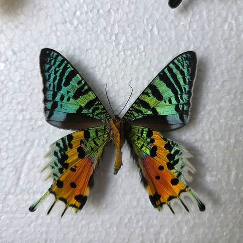 Madagascan sunset moth set - sunset,