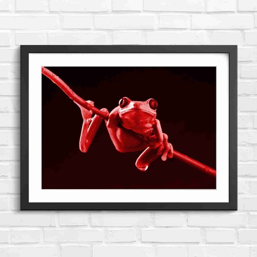 Vivid red eye tree - vivid, with