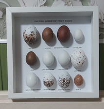 12 British Birds Eggs Birds Of