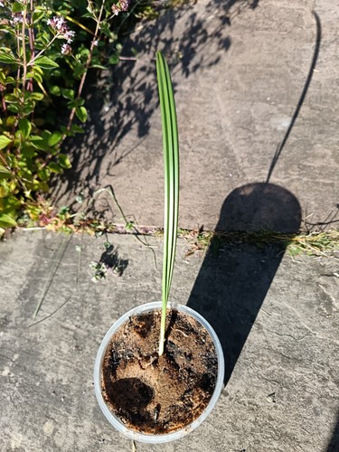 Medjool date palm tree