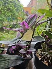 Tradescantia Nanouk plant in