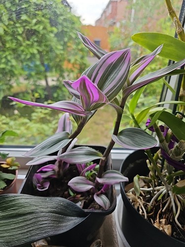 Tradescantia nanouk plant - tradescantia,