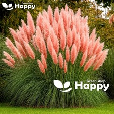 ORNAMENTAL GRASS - PAMPAS GRASS - PINK FEATHER - 200 SEEDS - Cortaderia selloana