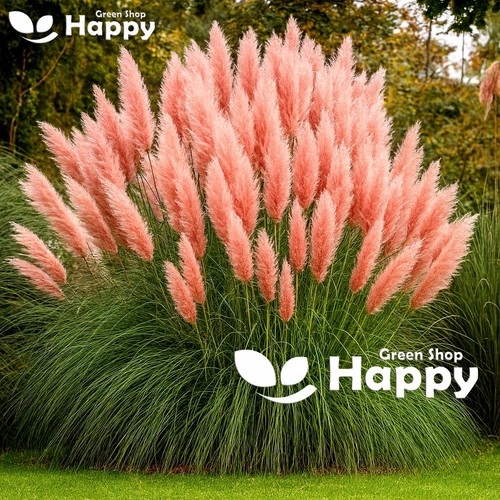 Ornamental grass pampas - ornamental,