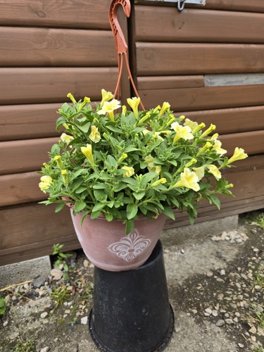 Terracotta 12in plastic - 12in,
