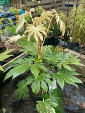 XL FATSIA SPIDER WEB Shrub Shade Part Shade Evergreen Tropical Patio Garden 5L