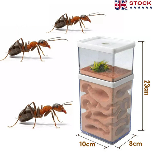 Ant house farm - ant,