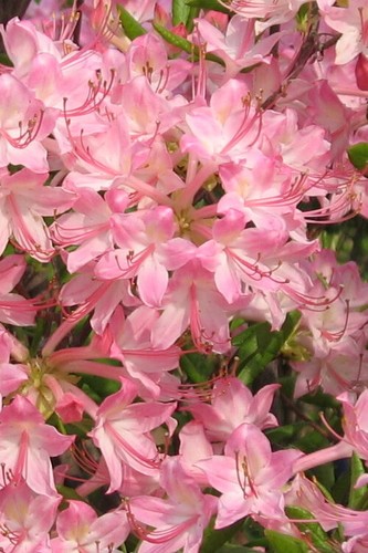Pink pearl azalea - pink, rhododendron