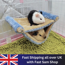 Ferret rat squirrel pet bird - rat,