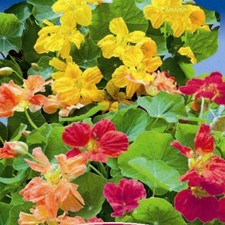 Nasturtium Whirlybird Mixed