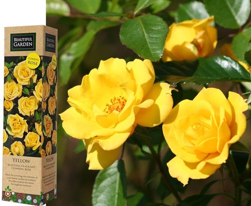 Spring growing yellow - growing, fragrant
