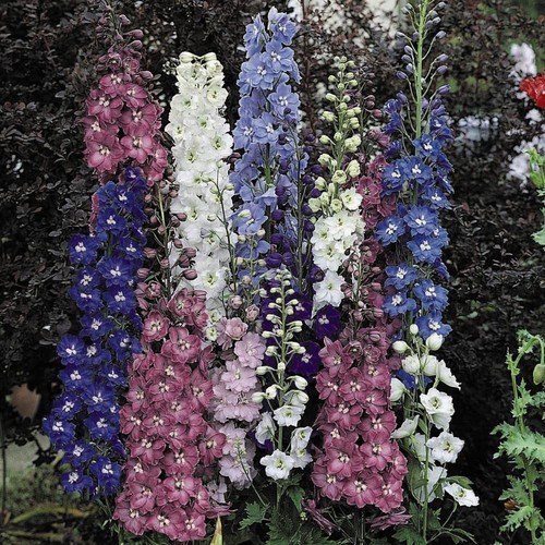 Delphinium pacific mix 9cm - delphinium,