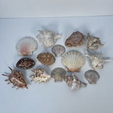 Sea Shells Bundle Unique Various 14x Types Aquarium Art Craft Lambis, Conch GC