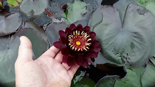 Black princess water lily - water,