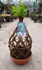 Twisted Willow plant topiary
