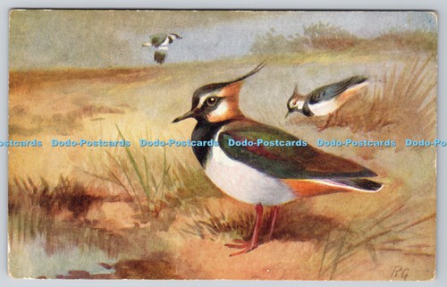 R775549 lapwing bird s - bird, r