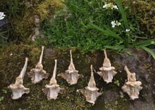 Real Animal Bones Carving Craft Basics S 7 Fallow Deer Spine Vertebrae UK Seller
