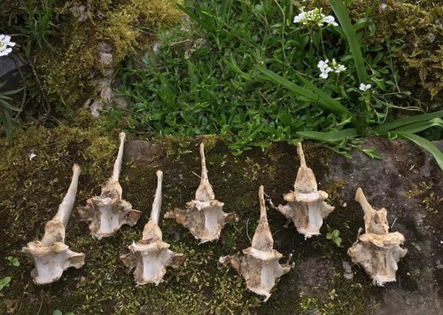 Real animal bones - real, carving