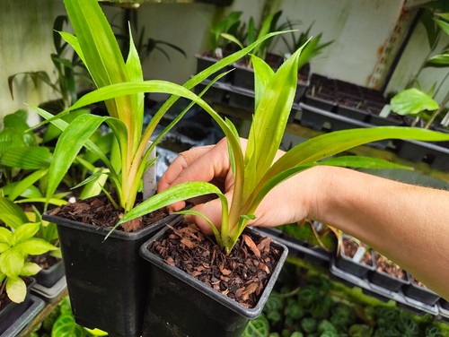 Pandanus unicornutus 9 cm - unicornutus,