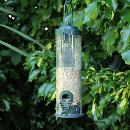 Wild bird seed feeder - bird,