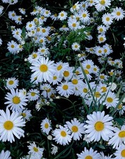 Leucanthemum White Daisy