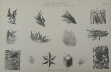 Antique Print Hoar Frost
