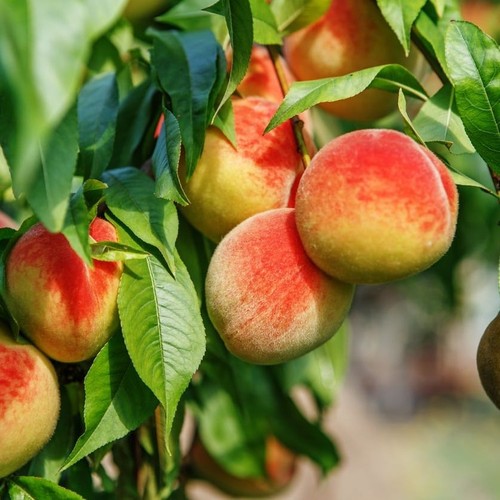 Peach tree seedling prunus - tree,