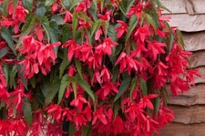 Begonia Trailing Starshine