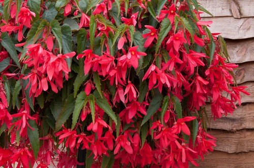Begonia trailing starshine - begonia,