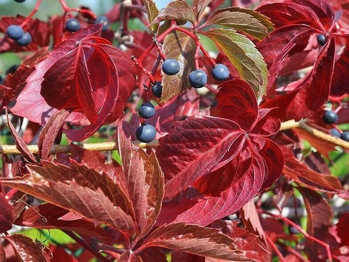 Virginia creeper five leaved - virginia,