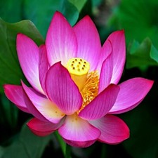 Sacred Lotus Flower Seeds