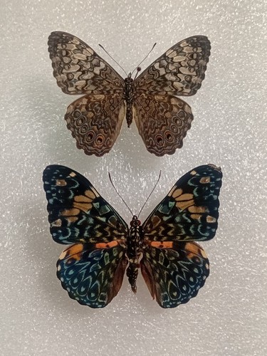 Hamadryas butterfly specimen - hamadryas,